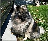 queenie4.jpg