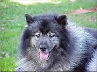 wolfy1.jpg